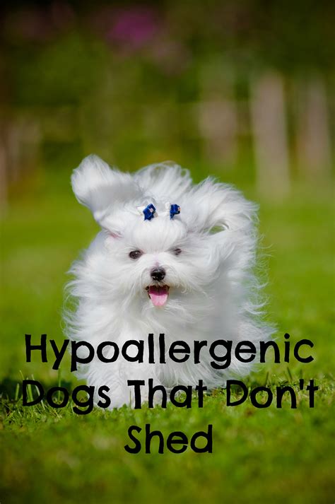 hypoallergenic dogs  dont shed dogvills