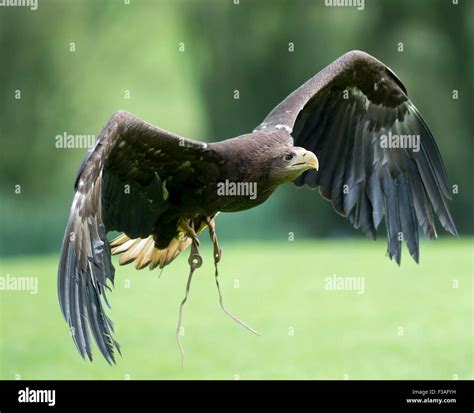 Golden Eagle At The International Bird Of Prey Centre At Newent In The