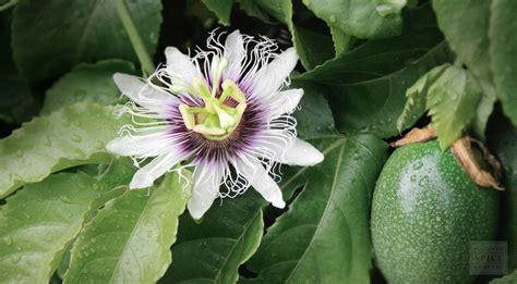 Check spelling or type a new query. Passionflower - The Wonky Pot Apothecary