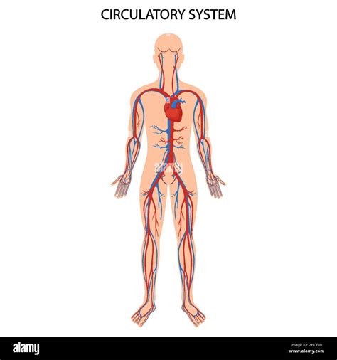Syst Me Circulatoire Humain Anatomie Cardiaque Syst Me Circulatoire Art Re Sanguine Humaine