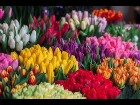 You can use them to activate feng shui cures in the east and southeast or as symbols in. COLORFUL Flowers represent love, hope, healing, peace ...