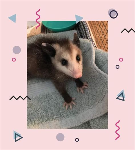 Pin By Itanka On Possums Cute Animal Videos Cute Animals Animals