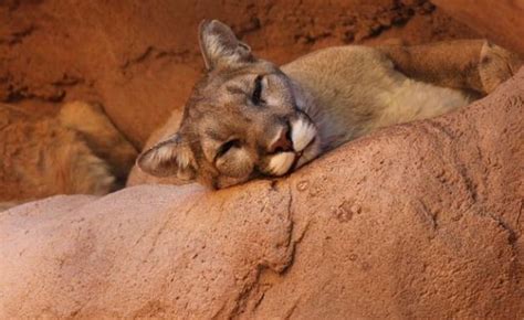 Cos Seek Info After Two Cougar Kittens Shot Dead In Cowichan Valley