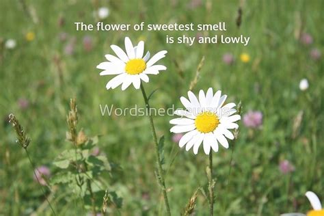 English Flowers Daisies With William Wordsworth Quote Poster By