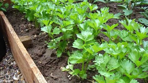 Growing Celery Part 1 Youtube
