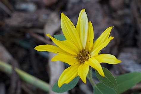 Free Images Nature Flower Petal Botany Yellow Flora Wildflower