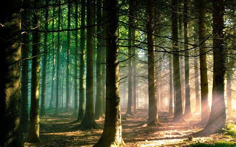 Forest Sunlight Wallpapers Wallpaper Cave