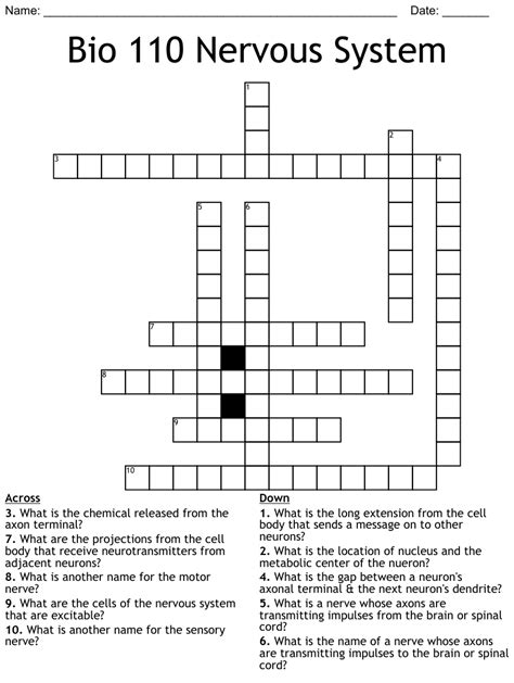 Bio 110 Nervous System Crossword Wordmint