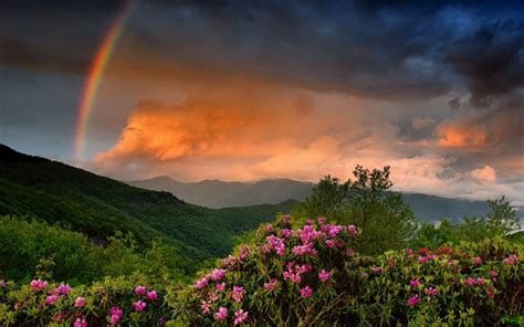 Download Sunset Cloud Flower Forest Mountain Nature Rainbow Hd Wallpaper