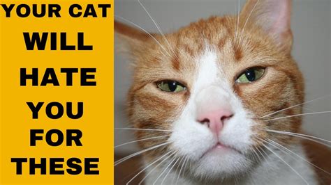 8 Reasons Why Your Cat May Hate You Youtube
