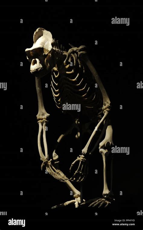 Gorilla Skeleton Hi Res Stock Photography And Images Alamy