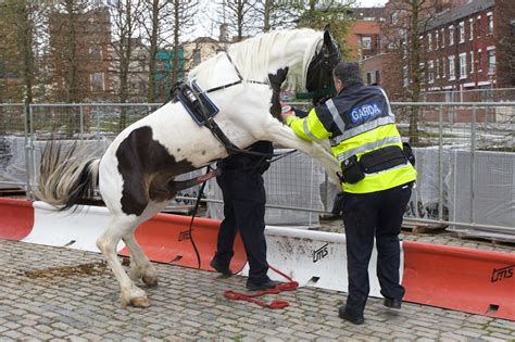 Horse Mounts Policeman The Video The Poke