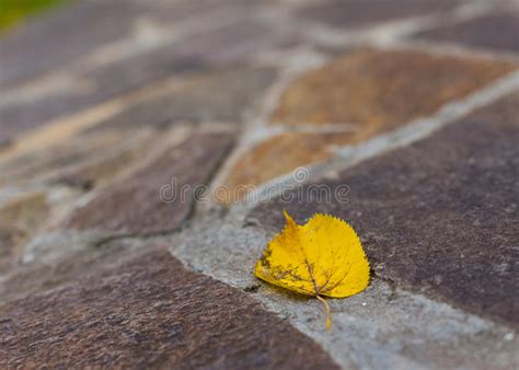 Yellow Leaf On Paving Stone Stock Image Image Of Paved Background