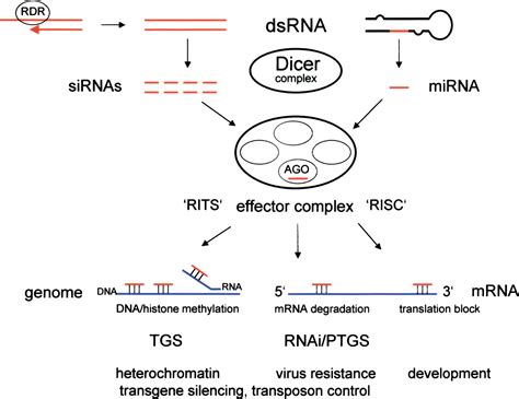 Rna processing rna serves a multitude of functions within cells. RNA interference - Wikiwand