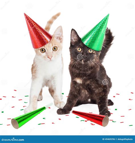 Two Cute Kittens In Party Hats Stock Photo Image Of Crossbreed