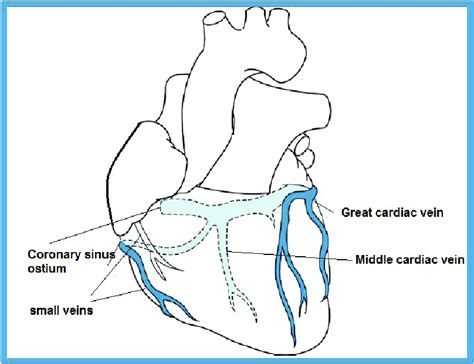 It passes between the right auricle and the pulmonary trunk in the atrioventricular. Coronary venous system of the heart. | Download Scientific ...