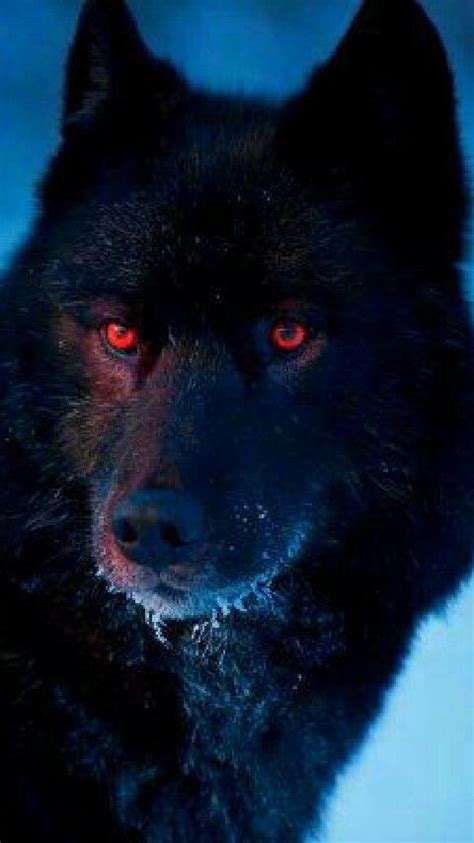 Pin By Persia Shipley On Wolf Black Wolf Wolf With Red Eyes Wolf