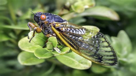 Cicada Invasion After 17 Years Underground Billions To Emerge This