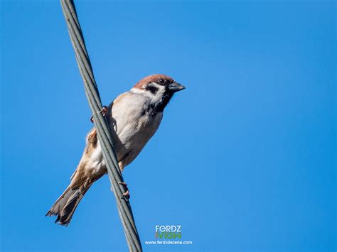 Common Birds In Urban Manila Ferdz Decena The Creative And The Yoga