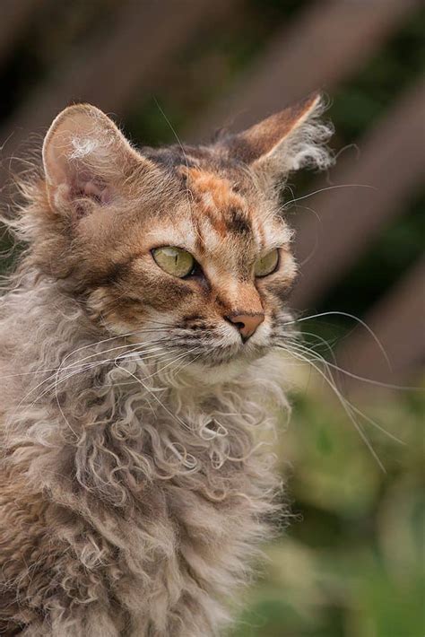 Rarest Cat Breeds List Cat Meme Stock Pictures And Photos