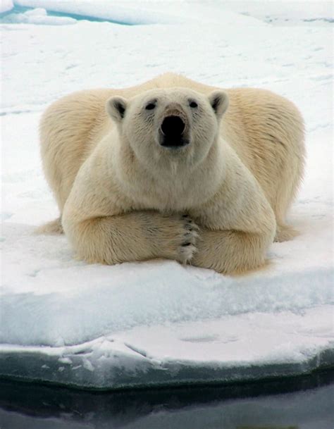 Alaska Plans To Sue Over Polar Bear Listing