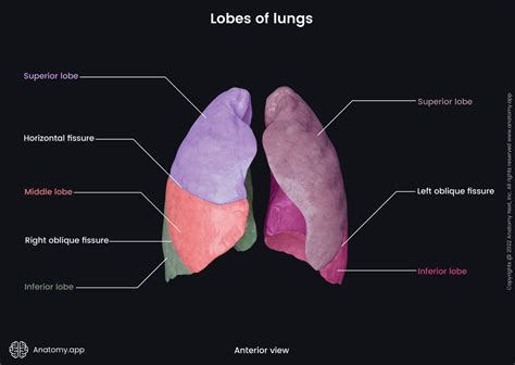 Lungs Encyclopedia Anatomyapp Learn Anatomy 3d Models