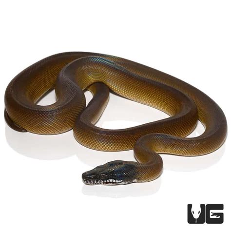 Pythons For Sale Underground Reptiles