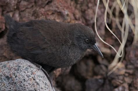 10 Amazing Flightless Birds In The World The Mysterious