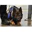 Pictures Of K9 Police Dogs