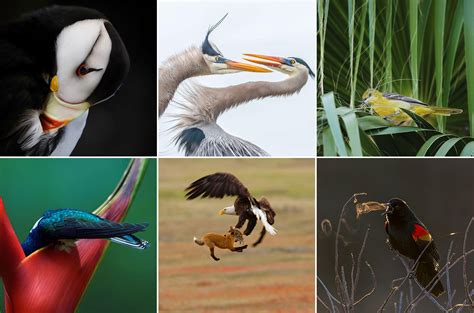The 2019 Audubon Photography Awards Winners Audubon