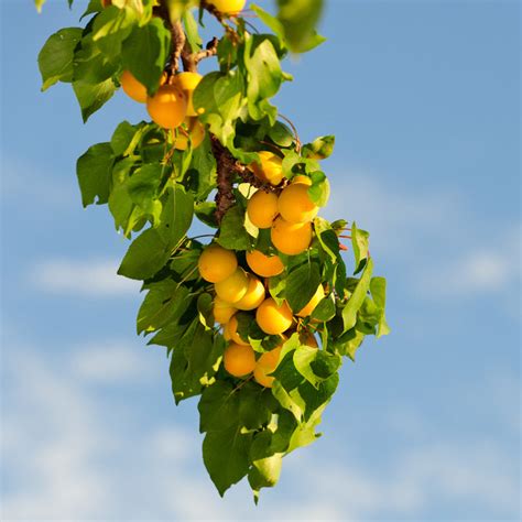 Moorpark Apricot Trees For Sale
