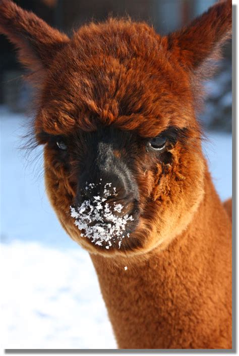 Hier kannst du dir ein schönes bild aus der kategorie lustige aussuchen. LustigeBilder: Lustige Bilder Winterschlaf