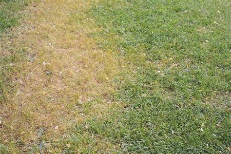 Snow Mold And Your Lawn This Winter