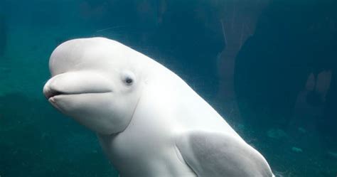 Watch Toddler Gets Scared By Beluga Whale In Adorable Video