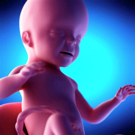 Human Fetus At Week 26 Of Gestation Photograph By Sebastian Kaulitzki