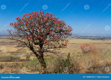 Arbre Africain En Fleurs Rouges De Fleur Dans Le Buisson De La Savane