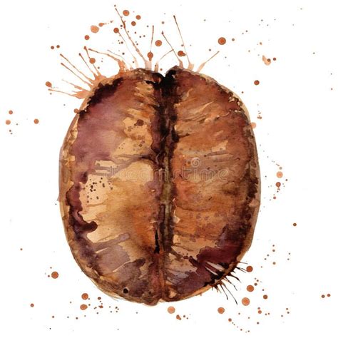 Coffee Bean Isolated On White Background Watercolor Illustration