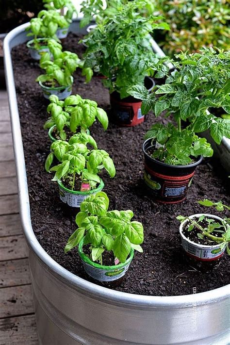 17 Best Container Vegetables Garden For Beginning