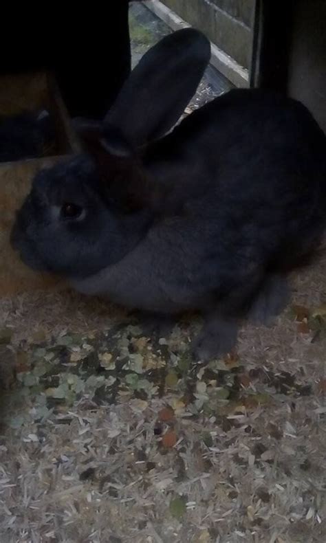 Beautiful Blue Pure Large Continental Giant Rabbit Girl In Ferndale