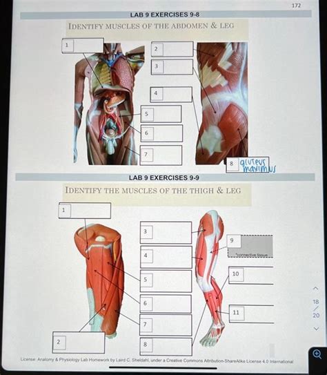 Solved Identify Muscles Of The Abdomen Leg Inus Lab Chegg Com