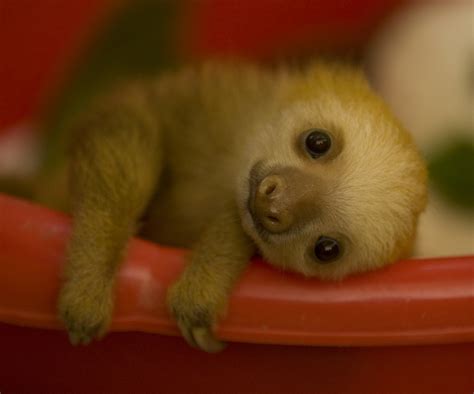 Cuteness Alert Baby Sloth The Worley Gig