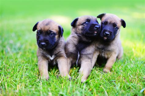 Belgian Malinois Puppies: Breed at a Glance