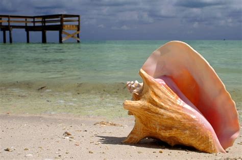 Conch Shell On Beach Hawaii Polynesia Islands Exotic Hawaii Ocean