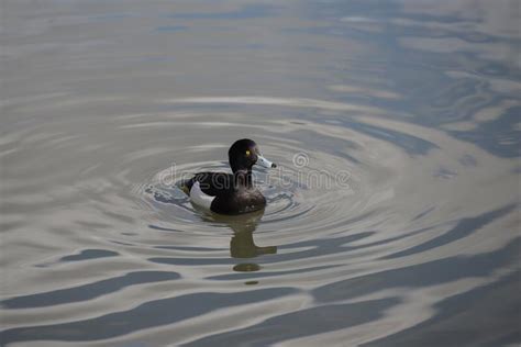 Tufted Duck Aythya Fuligula The Most Widespread Diving Duck In The Uk