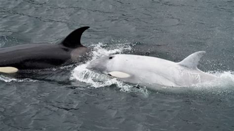 Avistan Extraña Orca Blanca En Las Costas De Alaska Bioguia