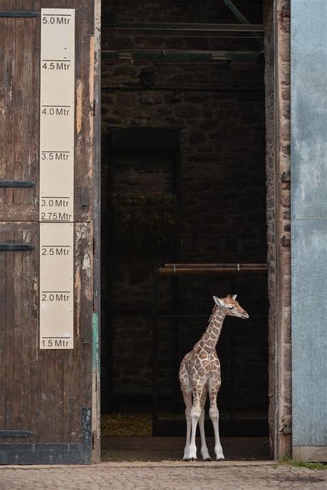 Baby Giraffe Tries Out His New Very Long Legs Zooborns