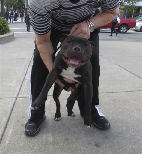 Check spelling or type a new query. It's TOTALLY AWESOME! - The Dogs of San FranciscoThe Dogs ...