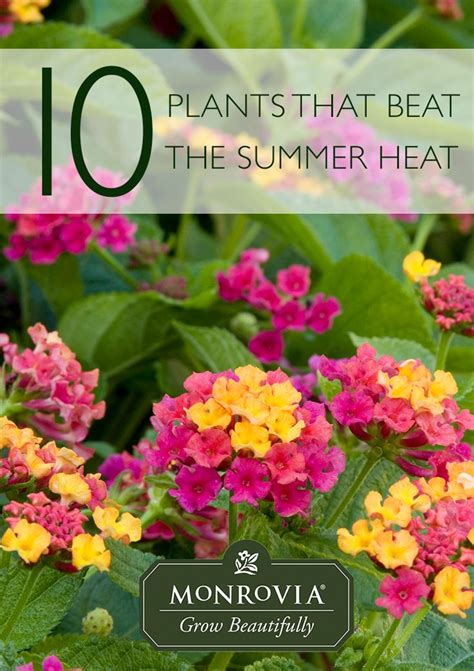 Some would argue that changing things up each year makes for varied and interesting displays, but i adore flora that returns bigger and better each. 82 best images about Zone 10-12 Plants on Pinterest | Red ...