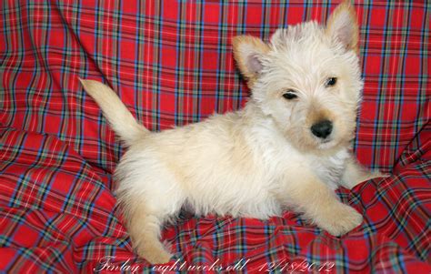 Rocky Creek Scottie Adventures Eight Weeks Old