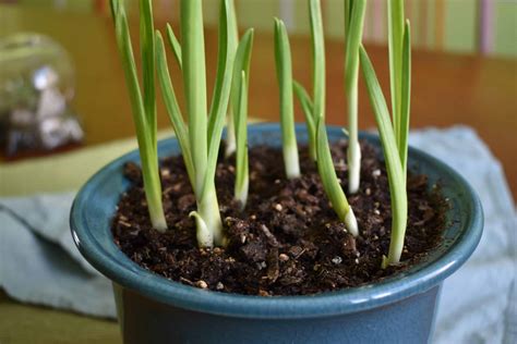 Grow Garlic Indoors Ready For Light Harvest In Two Weeks Green Home Diy